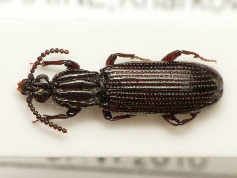 Omoglymmius germari (Ganglbauer, 1891)
